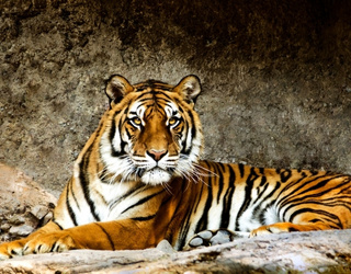 4 Days Jim Corbett Packages, Nainital | Wildlife Tours in India