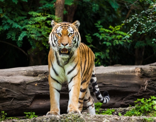 Gujarat Wildlife Tour – 10 Days Gujarat Trip | India Tours