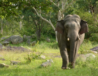 Ranthambore Safari – Wildlife Safari tour in Ranthambore Park