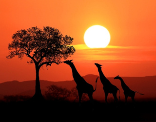 Kenya Night Safari – Wildlife Safari Tour in Masai Mara Jungles