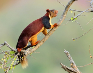Kanha Tour Packages, Kanha National Park Wildlife Tour in India