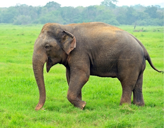 Kaziranga Wildlife Tour – 4 Days National Park Tour Package