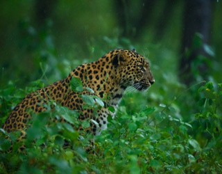 Thailand Safari Tour – Nature & Wildlife Tours in Thailand
