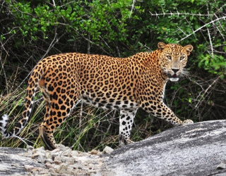 Kruger National Park Tours | Ride through South Africa Jungles
