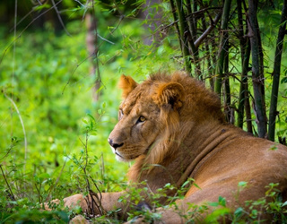 Sariska National Park Safari Tour – Jungle Safari Trip