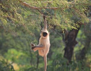 Nepal Wildlife Tour – 5 Days Wildlife Tour in India | Nepal Tour