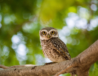 Nalsarovar Bird Sanctuary, 11 Days Gujarat Tour, Gujarat Tourism