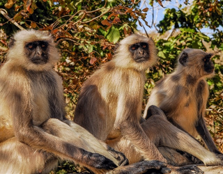 Tadoba National Park – Tadoba Tour Packages | Wildlife Tours