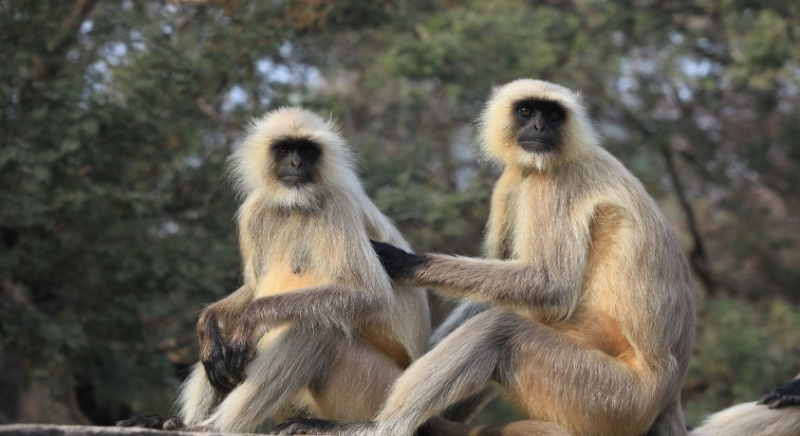 Monkey-IML-Travel