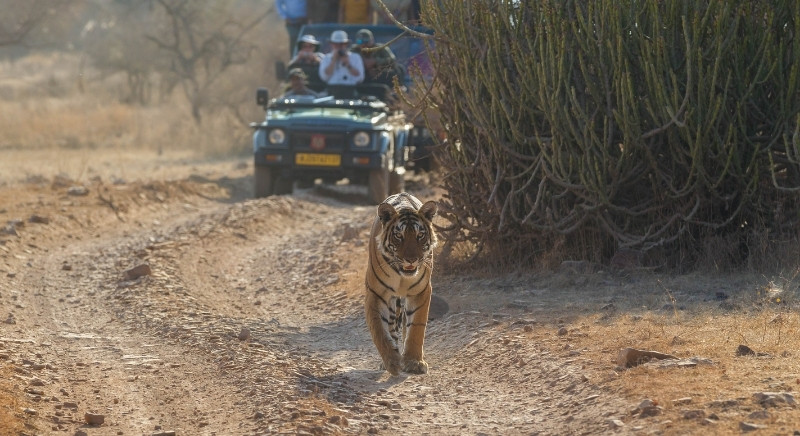 Safari-Tiger-IML-Travel