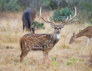 deer-is-looking-IML-Travel