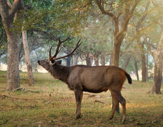 deer-is-standing-IML-Travel